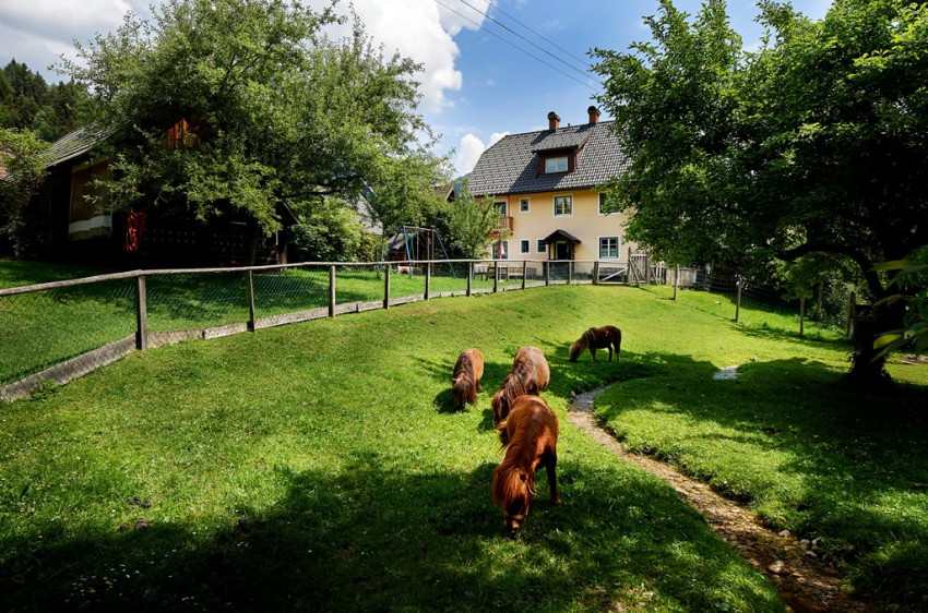 Unsere Miniponys auf der idyllischen Hauswiese